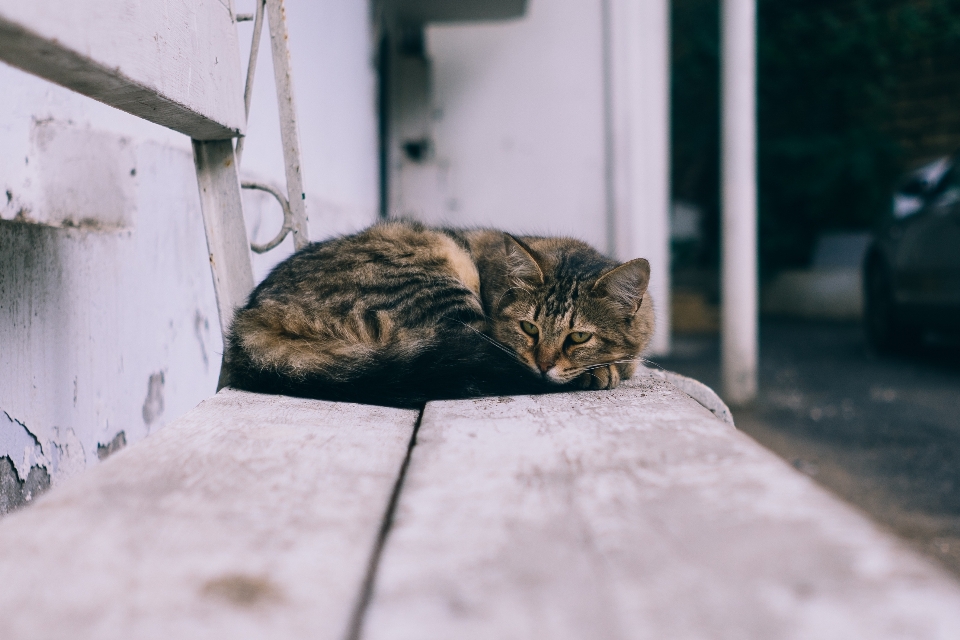 Branco animal bicho de estimação gatinho