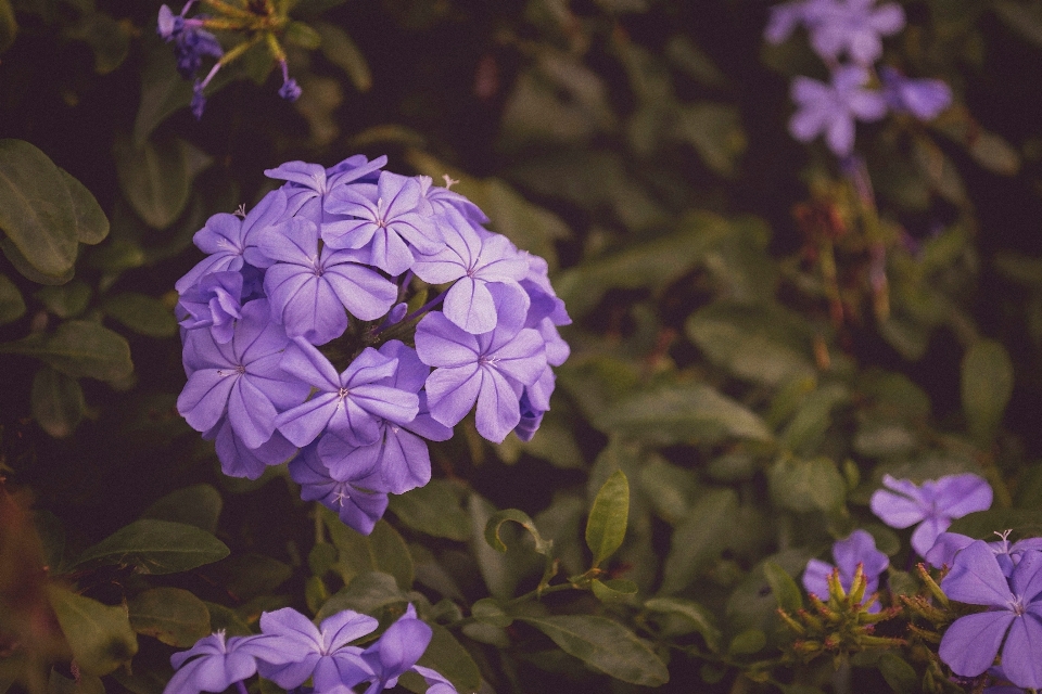 Blossom plant flower purple