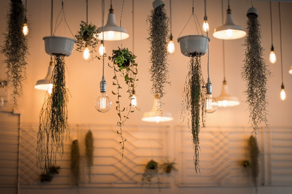 Light plant ceiling lamp Photo