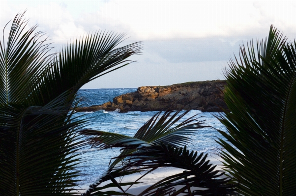 Sea coast tree nature Photo