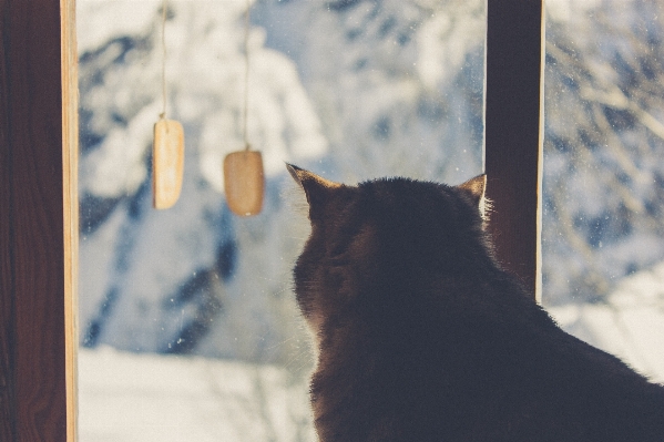 Photo Neige hiver chat temps