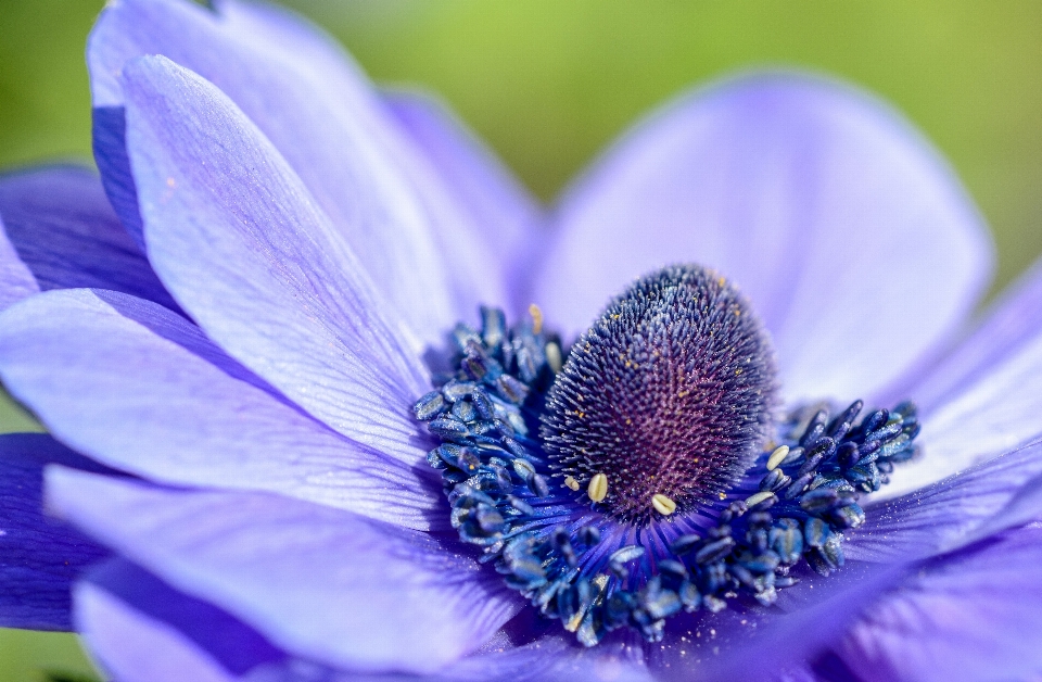 Fleurir usine la photographie fleur