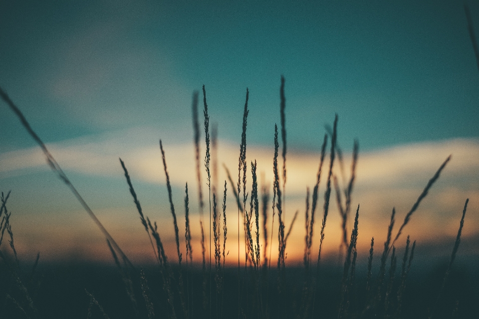 Nature grass horizon cloud