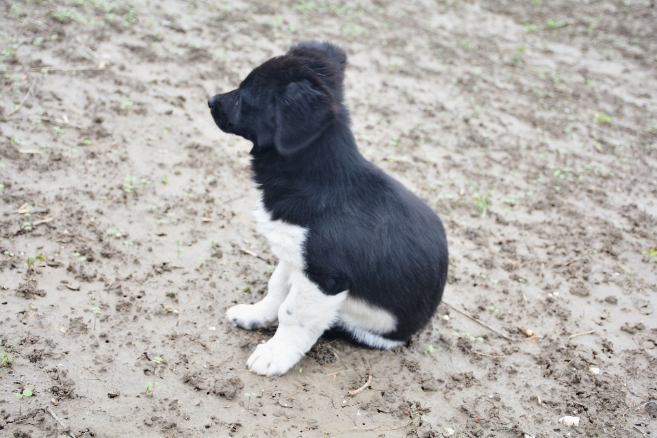 Anak anjing mamalia collie perbatasan
