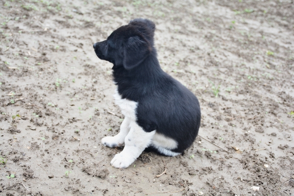 Foto Anak anjing mamalia collie perbatasan
