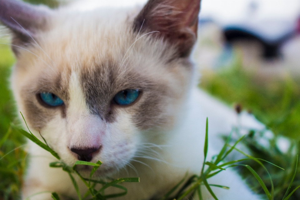 Grass kitten cat mammal