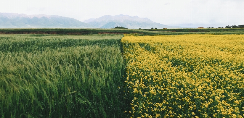 Grass marsh plant field Photo