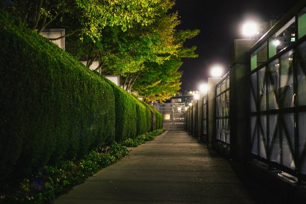 木 ライト 道 街 写真