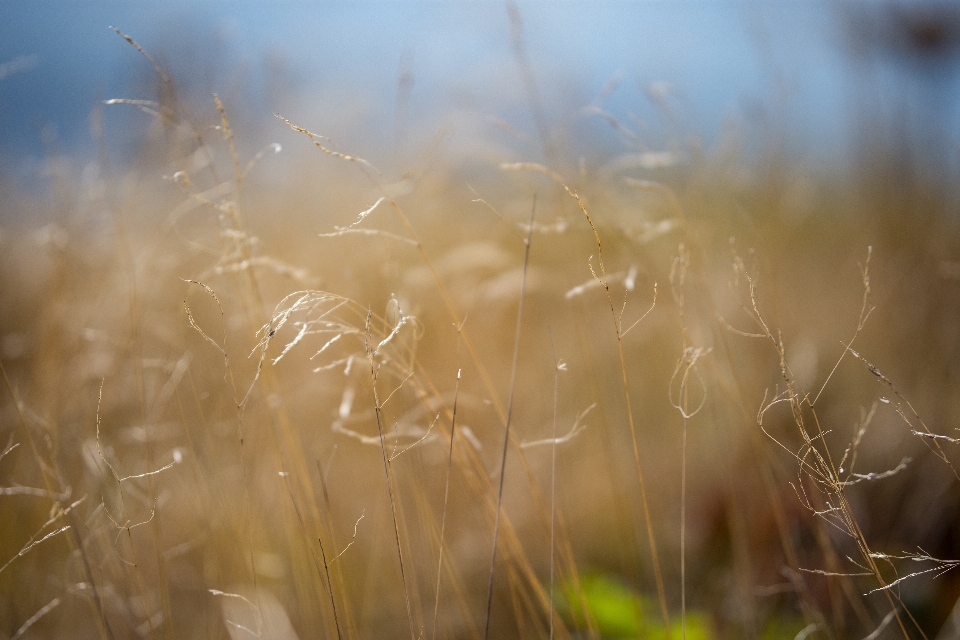 Eau nature herbe bifurquer