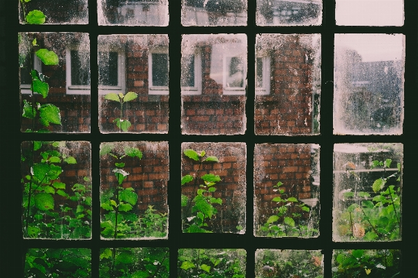 Flower window glass building Photo