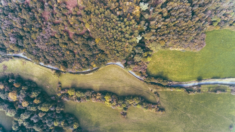 Albero foresta strada terreno