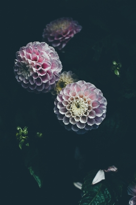 Blossom plant flower petal Photo