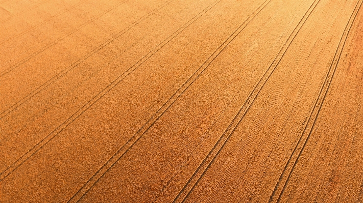 Wood track field farm Photo