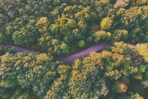 Foto Albero natura foresta pianta