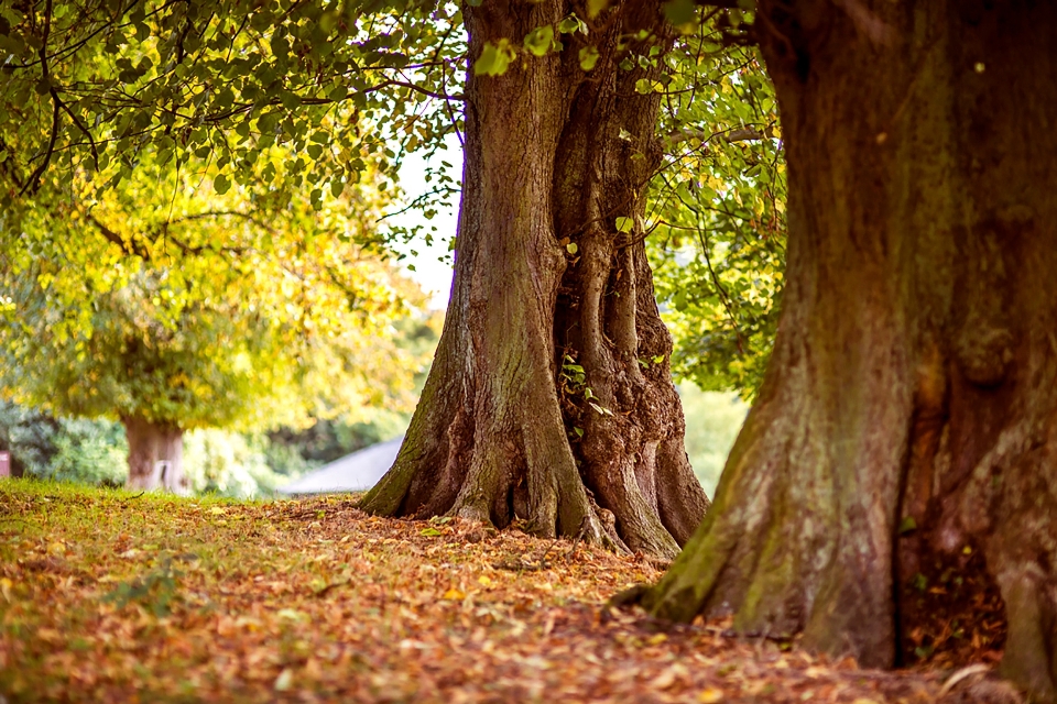 Albero natura foresta ramo