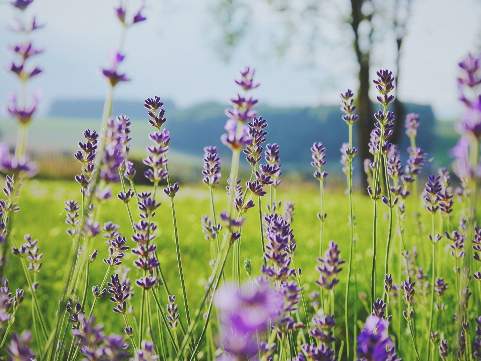 Natura erba fiore pianta