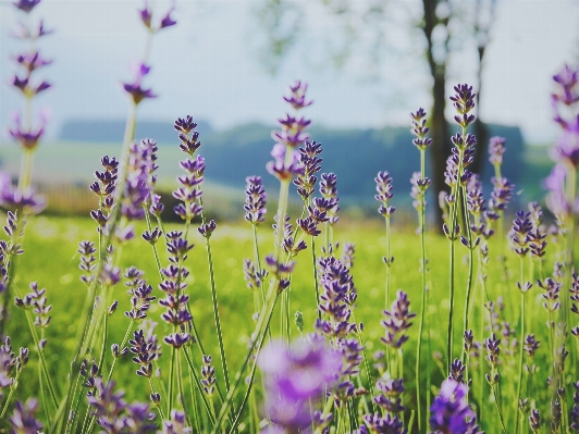 Foto Alam rumput mekar tanaman