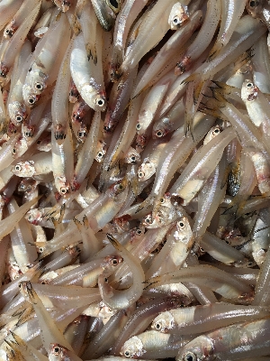 Foto Biologi kelautan
 makanan laut ikan