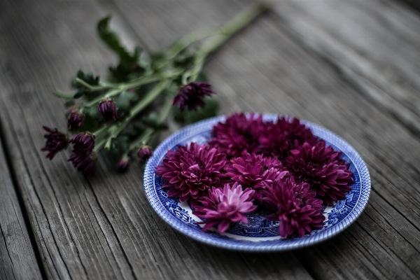 Plant flower purple petal Photo