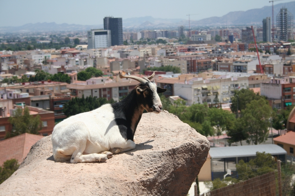 Cabra mamífero cabras paquete animal
