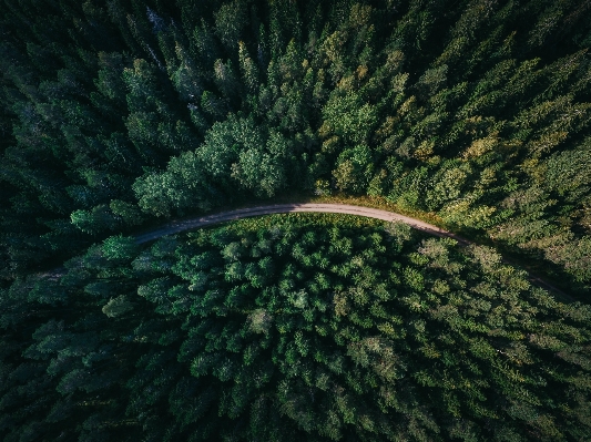 Foto Albero foresta strada fiore