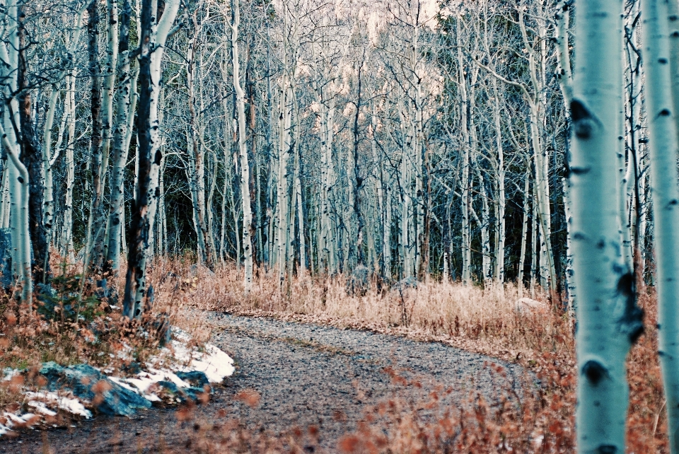 árbol naturaleza bosque rama