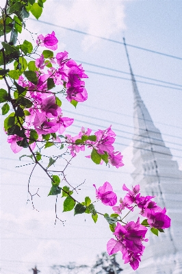 ブランチ 花 植物 花弁 写真