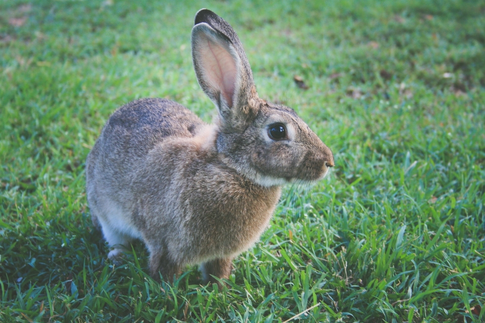 Herbe faune mammifère fauna