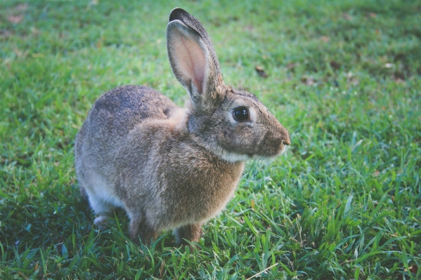 Foto Grama animais selvagens mamífero fauna