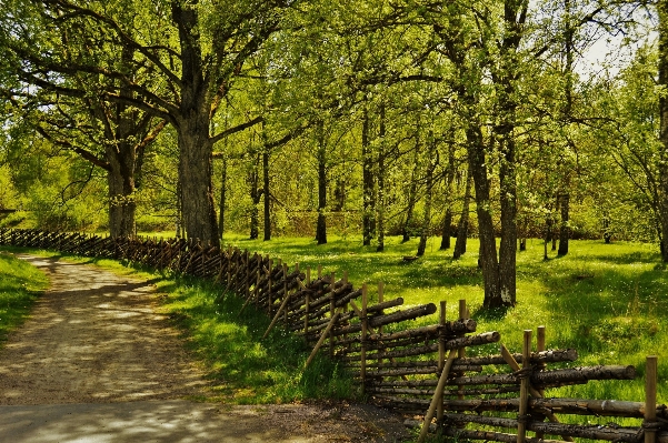 Landscape tree nature forest Photo