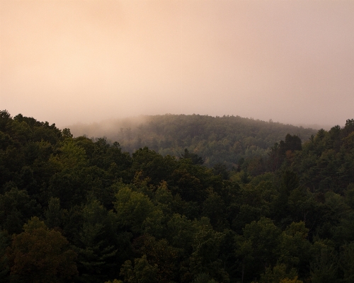 Landscape tree nature forest Photo