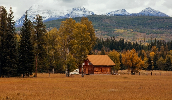 Landscape tree forest wilderness Photo