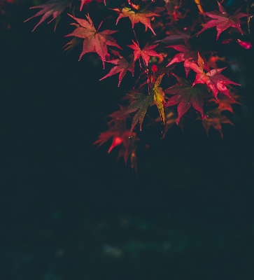 Foto Albero ramo pianta foglia