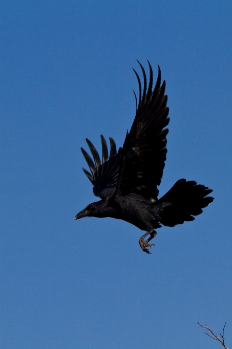 Vogel flügel schnabel flug