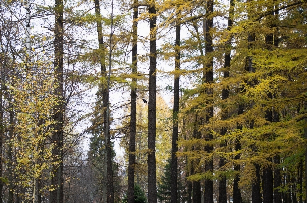 Tree forest wilderness branch Photo