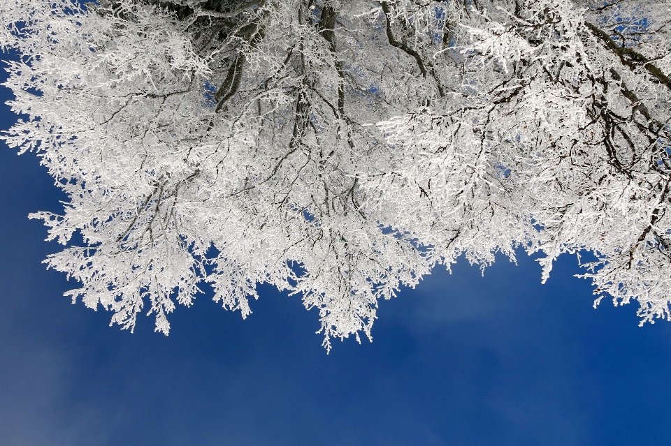 Drzewo natura oddział śnieg