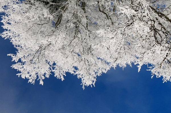 树 自然 分支 雪 照片