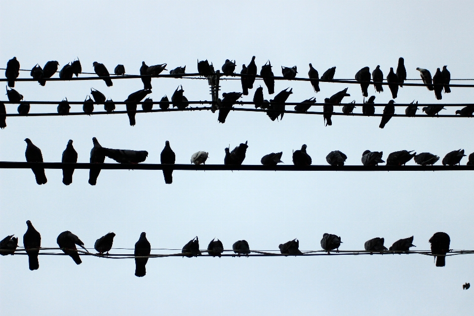 Silueta pájaro cerca rebaño
