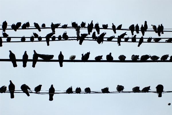 Silhouette bird fence flock Photo