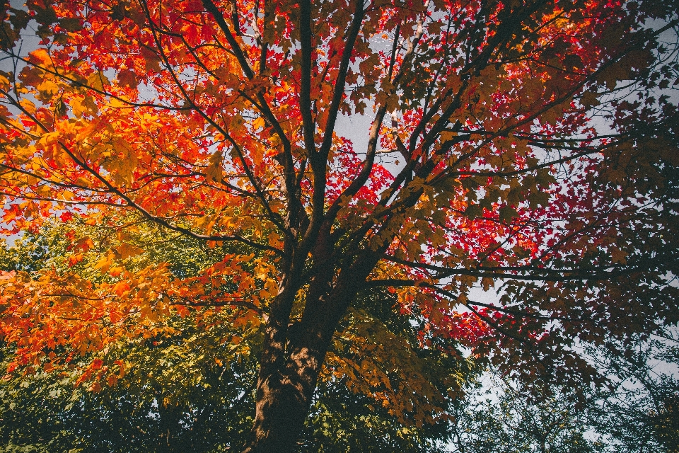 Baum zweig anlage sonnenlicht