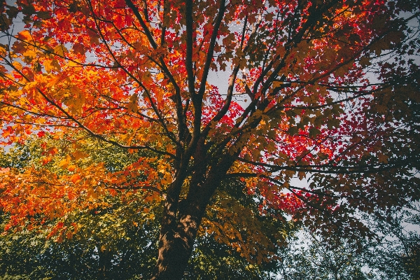 Foto Albero ramo pianta luce del sole