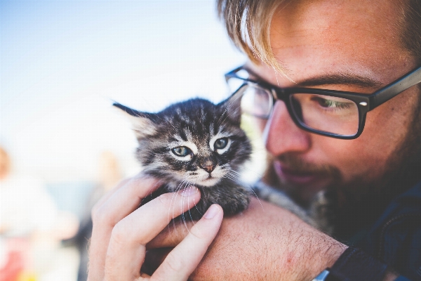 Man animal pet kitten Photo