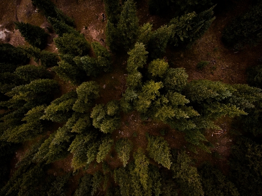 Tree forest branch plant Photo