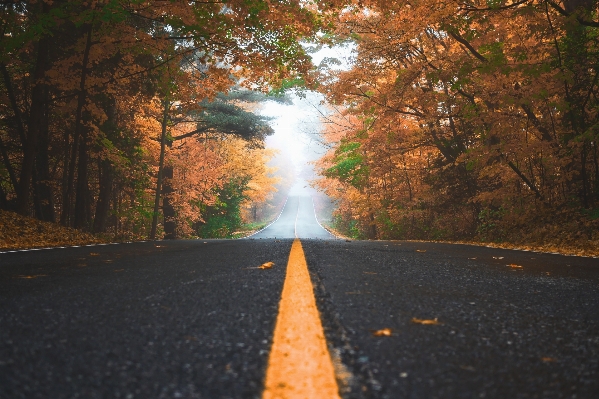 Tree nature forest fog Photo