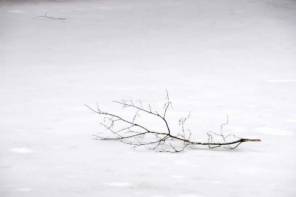 Branch snow cold winter Photo