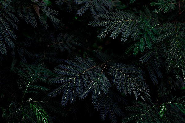 Foto Albero natura foresta ramo