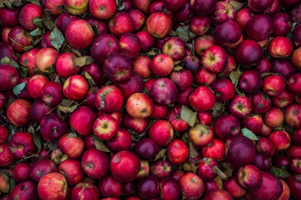 Foto Apple plantar fruta folha