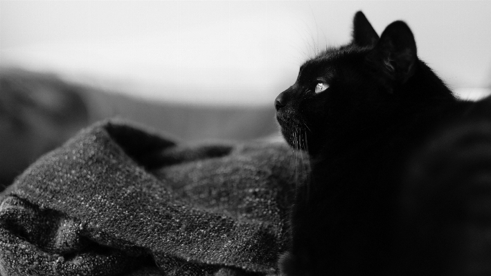 Foto Bianco e nero
 fotografia gatto