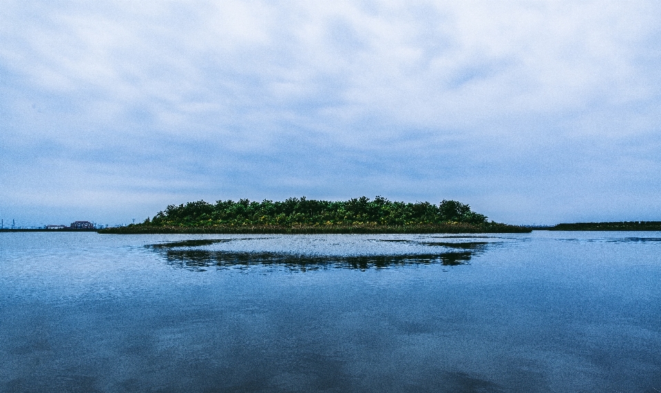 Lanskap laut pesisir pohon