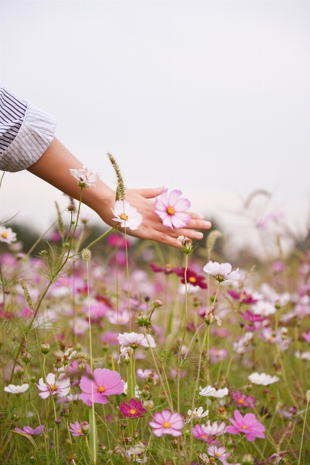 Mano florecer planta campo